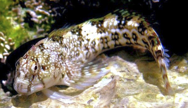 Coryphoblennius galerita_445511